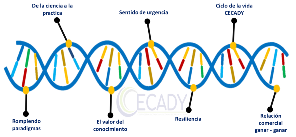 Hélice ADN CECADY